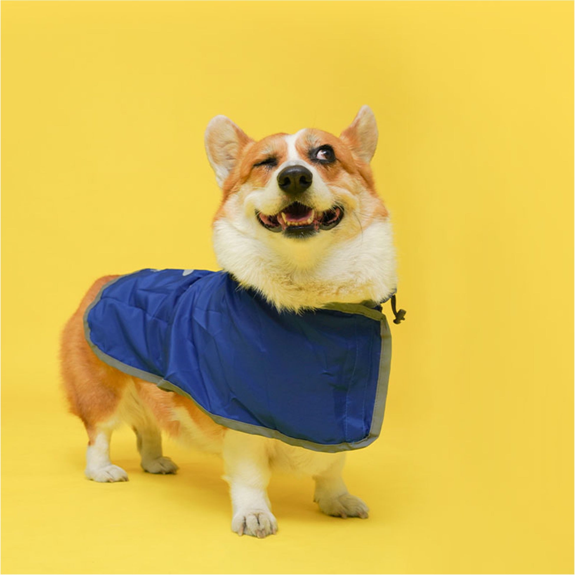 Buckle-Up Reflective Dog Raincoat with Removable Belt Set HedeliE